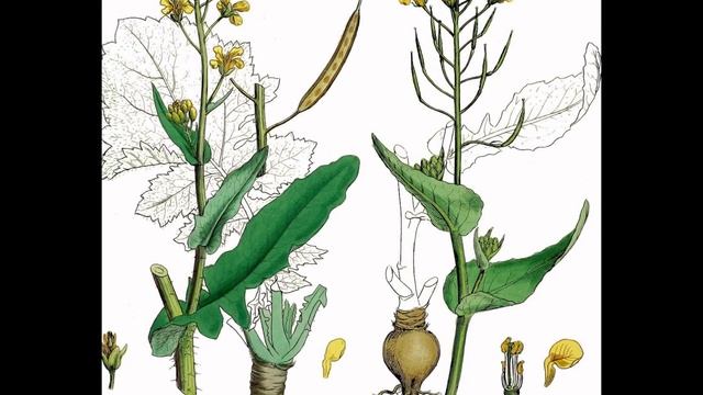 КАПУСТА (BRASSICA) сем. Крестоцветные смотреть онлайн