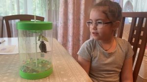 Домашняя ферма бабочек