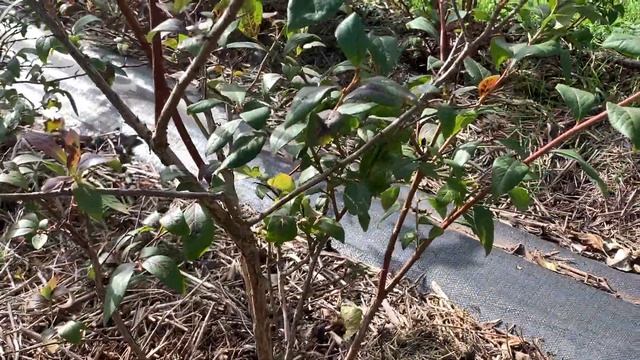 ЖИЗНЬ в ГЛУХОЙ ДЕРЕВНЕ. БЕЛАРУСЬ. ГОЛУБИКА ПОБЕГИ, ЦВЕТОЧНЫЕ ПОЧКИ .Развитие куста через год смотреть онлайн