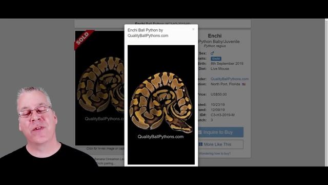 The Potential and Limitations of Ball Python Supers! смотреть онлайн