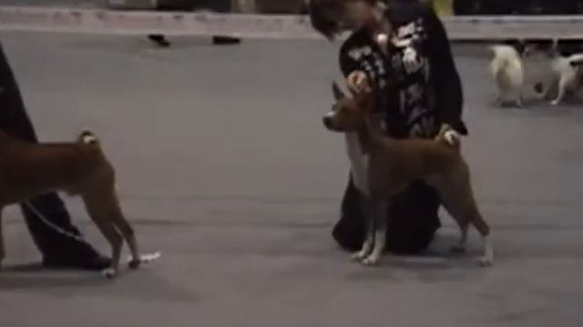 Монопородная выставка басенджи 2008г. смотреть онлайн