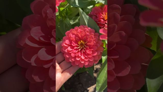 Обзор сортов циннии