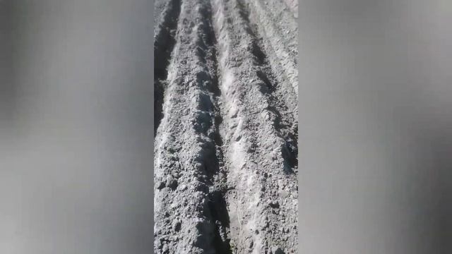 Посадка картофеля в борозду дисковым окучником под мотоблок смотреть онлайн