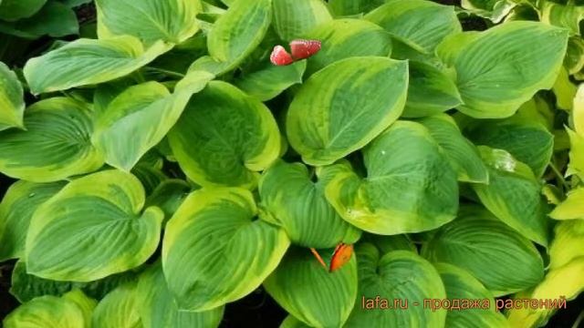 Хоста гибридная Майян Мун (hosta mayan moon) ? Майян Мун обзор: как сажать, луковицы хосты Майян Му смотреть онлайн