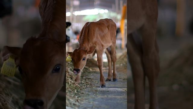 We say NO to Induced Growth Hormones! смотреть онлайн