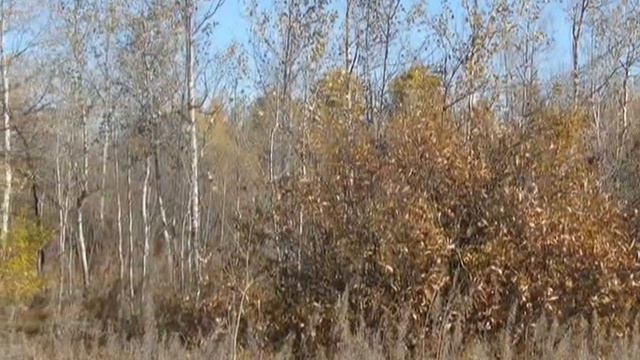 МУРАВЬЕВКА ОСЕНЬ 2014ГОД смотреть онлайн