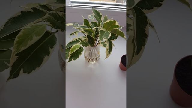 Черенки фикус Бенджамина и толстянка смотреть онлайн