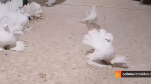 омские статные голуби