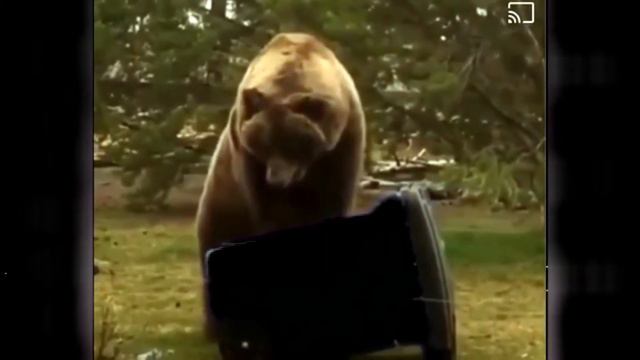 #short ШОК.МЕДВЕДЬ ЗНАЕТ КАК ДЕЛАТЬ МАСАЖ СЕРДЦА))) ПРИКОЛЫ С ЖИВОТНЫМИ СМЕШНОЕ ВИДЕО смотреть онлайн