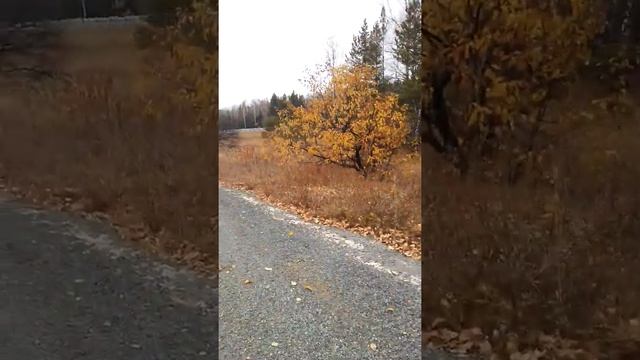 Яблоня с красными плодами смотреть онлайн