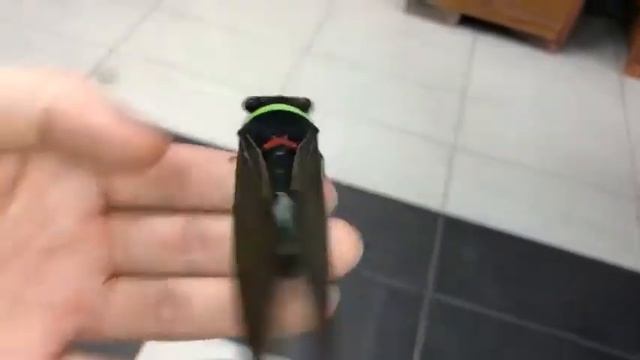 Цикада из Малайзии способна издавать звук, похожий на свист паровоза. смотреть онлайн