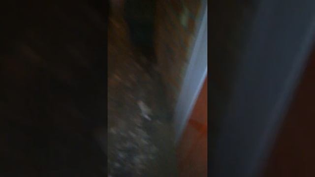 Поход в подвал/ нашли сломанное ружьё смотреть онлайн