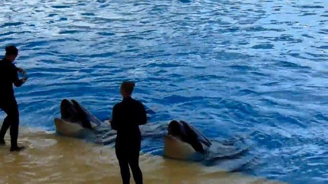 шоу косаток.Лоро Парк смотреть онлайн