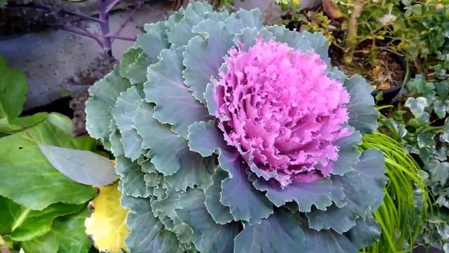Decorative Cabbage. Cabbage. Zierkohl. Brassica Oleracea. Brassica. Декоративная капуста. Брассика