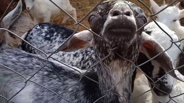 Почему я завела хозяйство, для души или ради денег? смотреть онлайн