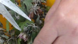 КАК РЕАНИМИРОВАТЬ ХРИЗАНТЕМЫ С РАСПРОДАЖИ. Мои цветы. Мой опыт.