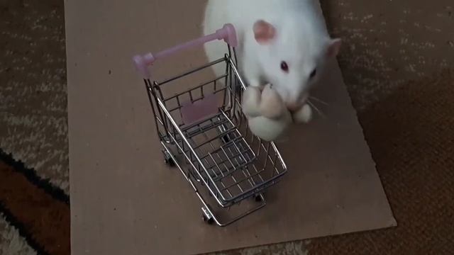 Дрессировка крыс/ Rats tricks. Освальд и Лиам 8 месяцев смотреть онлайн