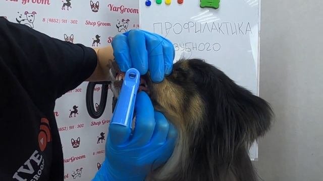 Чистка зубов у собак смотреть онлайн