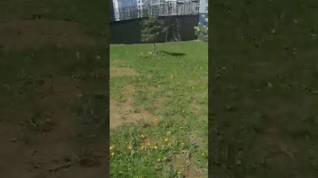 Сирень распустилась. смотреть онлайн