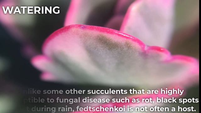 Kalanchoe Fedtschenkoi & Variegata 'Lavender Scallops' Care & Propagation