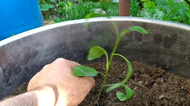 Третья попытка вырастить ПЕПИНО... смотреть онлайн