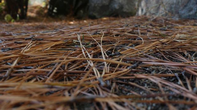 手掌心（ハーモニカ） смотреть онлайн