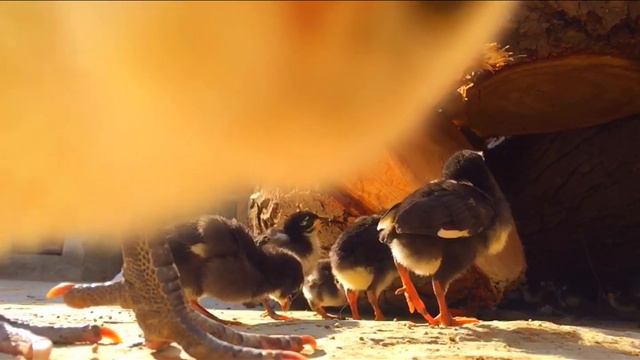 Naughty Chick Smashes IPhone Camera | شرارتی چوزہ