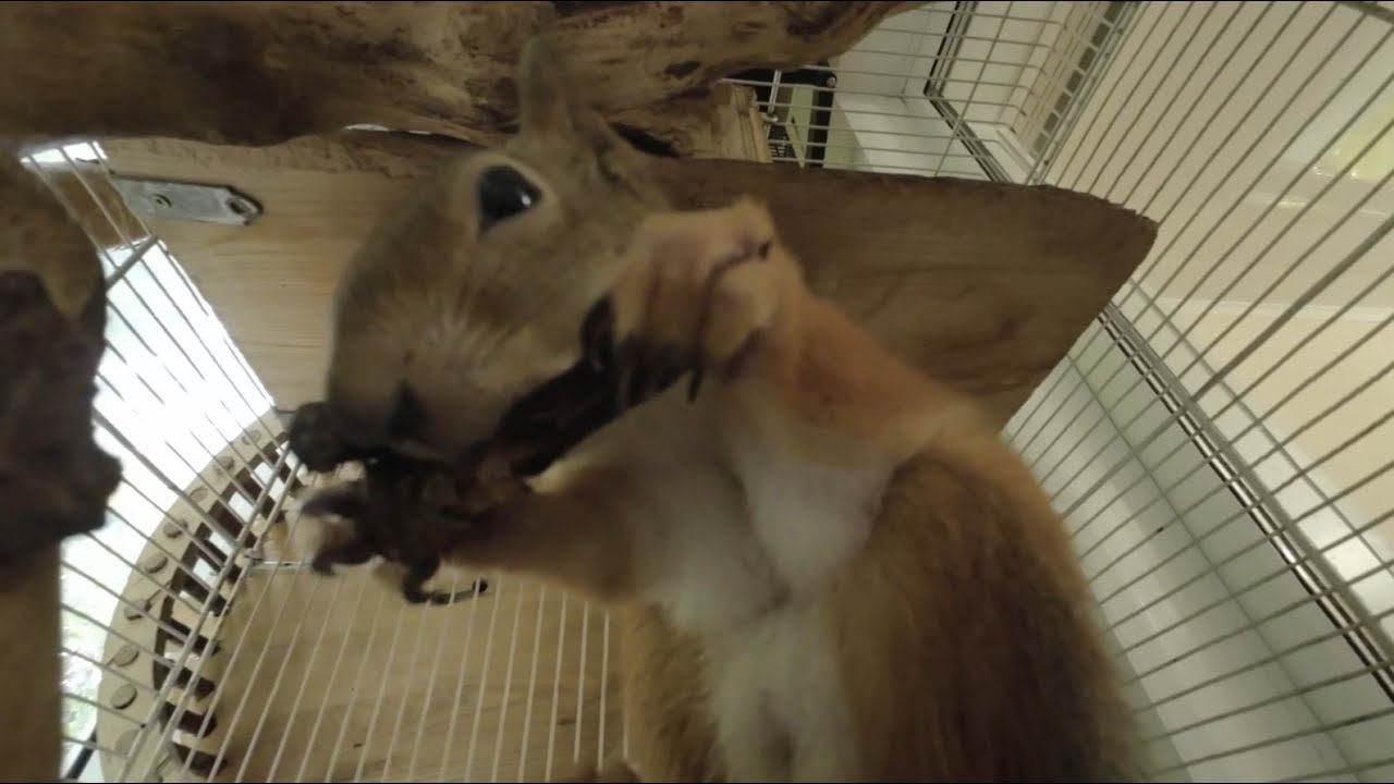 БУДНИ ДОМАШНЕЙ БЕЛКИ. БЕЛКА КУШАЕТ СОСНОВЫЕ ШИШКИ, РЖАНОЙ СУХАРИК. смотреть онлайн