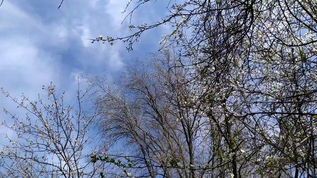 ВЛОГ / ПЛЕТЕНИЕ / ВЕНОК / КРАСИВЫЙ ДЯТЕЛ / КРАСИМ ЯЙЦА смотреть онлайн