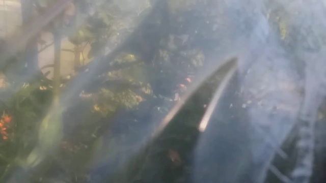 Лопнула плёнка в парнике в туднодоступном месте. Вариант ремонта.