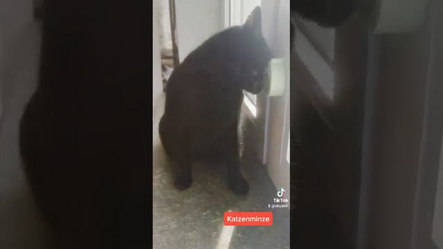 купила кошачью мяту, кошка сходит с ума. Katzenminze смотреть онлайн