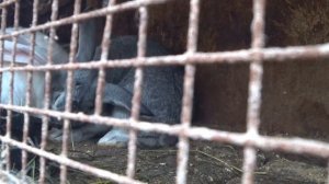 Разведение кроликов. Покрытие самочки, сколько раз спаривать, почему подсаживать к самцу//КУРЫ КРОЛ