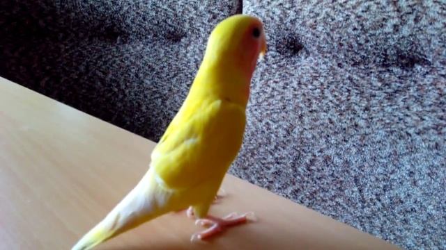 The Lovebird Parrot. Positive. Yellow Parrot With Peach.