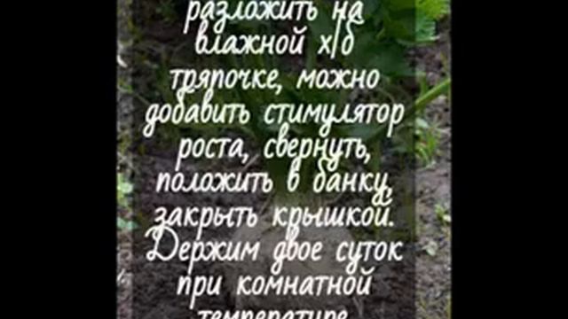 Подготовка семян корневого сельдерея к посеву. Посев на снег. смотреть онлайн