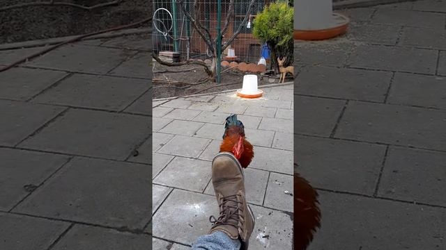Осенью петухи на даче . смотреть онлайн