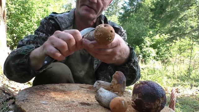 Нашествие белых грибов началось! Белые грибы повсюду! Июль 2023 года. смотреть онлайн