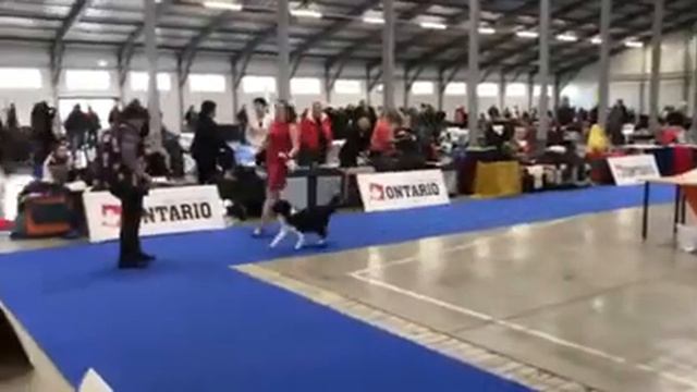 Dog Show DUO CACIB PRAGUE 2019