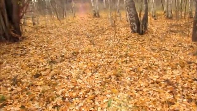 Берёза-красавица на Закатовской горе!???? смотреть онлайн