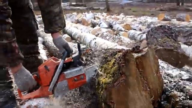 Husqvarna 365 вот Зачем Нужна на Дровах. Пилим берёзовые комли. смотреть онлайн