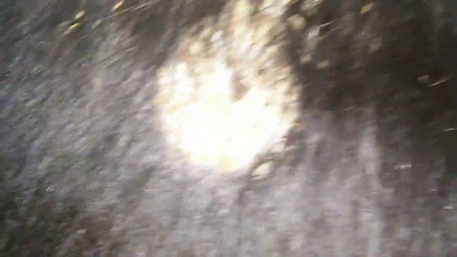 Трихофития КРС. trichophytosis of cattle. смотреть онлайн