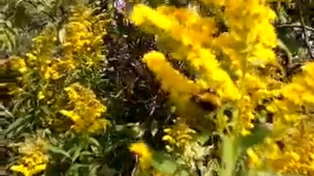 Цветущий.кустарник смотреть онлайн