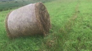 Засеял Овес с Козлятником (всходы)сезон 2023 15 июля