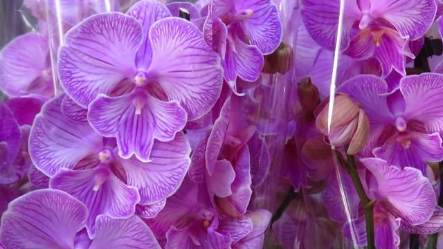 ОШЕЛОМИТЕЛЬНЫЙ ЗАВОЗ ОРХИДЕЙ У ОЛЕГА!!!!!! смотреть онлайн