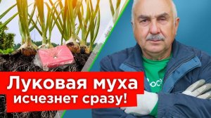 ИЗБАВЬТЕСЬ ОТ ЛУКОВОЙ И МОРКОВНОЙ МУХИ БЫСТРО И НАДОЛГО! Как защитить посадки доступными средствами