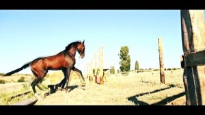 #ахалтекинец #GoldenHorse #AkhalTeke Ахалтекинец