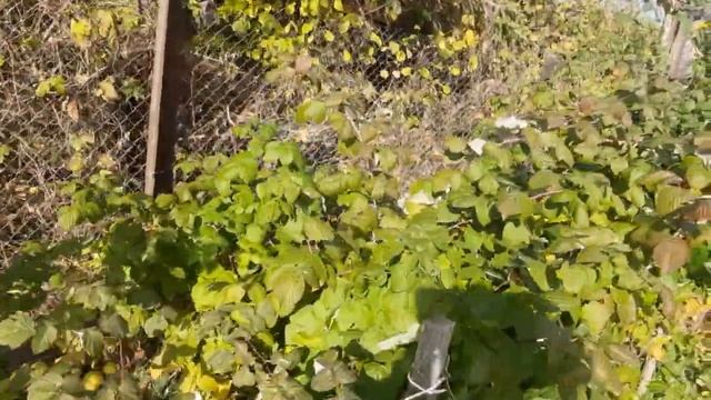 ?САД ,ОГОРОД без хлопот.?Полезные советы опытного садовода! смотреть онлайн