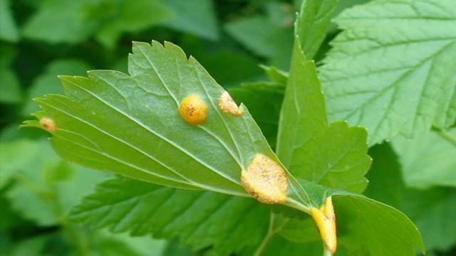 ВРЕДИТЕЛИ И БОЛЕЗНИ ПЛОДОВО-ЯГОДНЫХ КУЛЬТУР смотреть онлайн