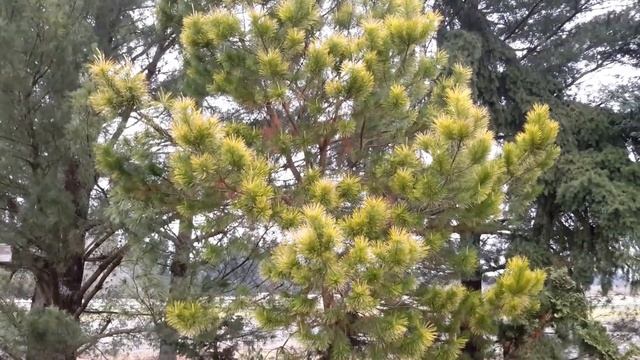 Monterey Pine / Pinus radiata 'Aurea' смотреть онлайн