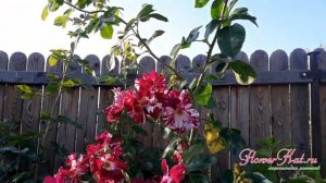 Роза Перпл Сплэш  / Purple Splash - сентябрь