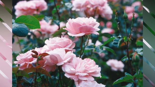 Queen Elizabeth Rose / #Roses  /#Floriculture